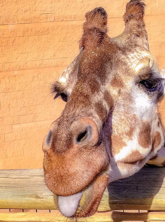 Laughy giraffy