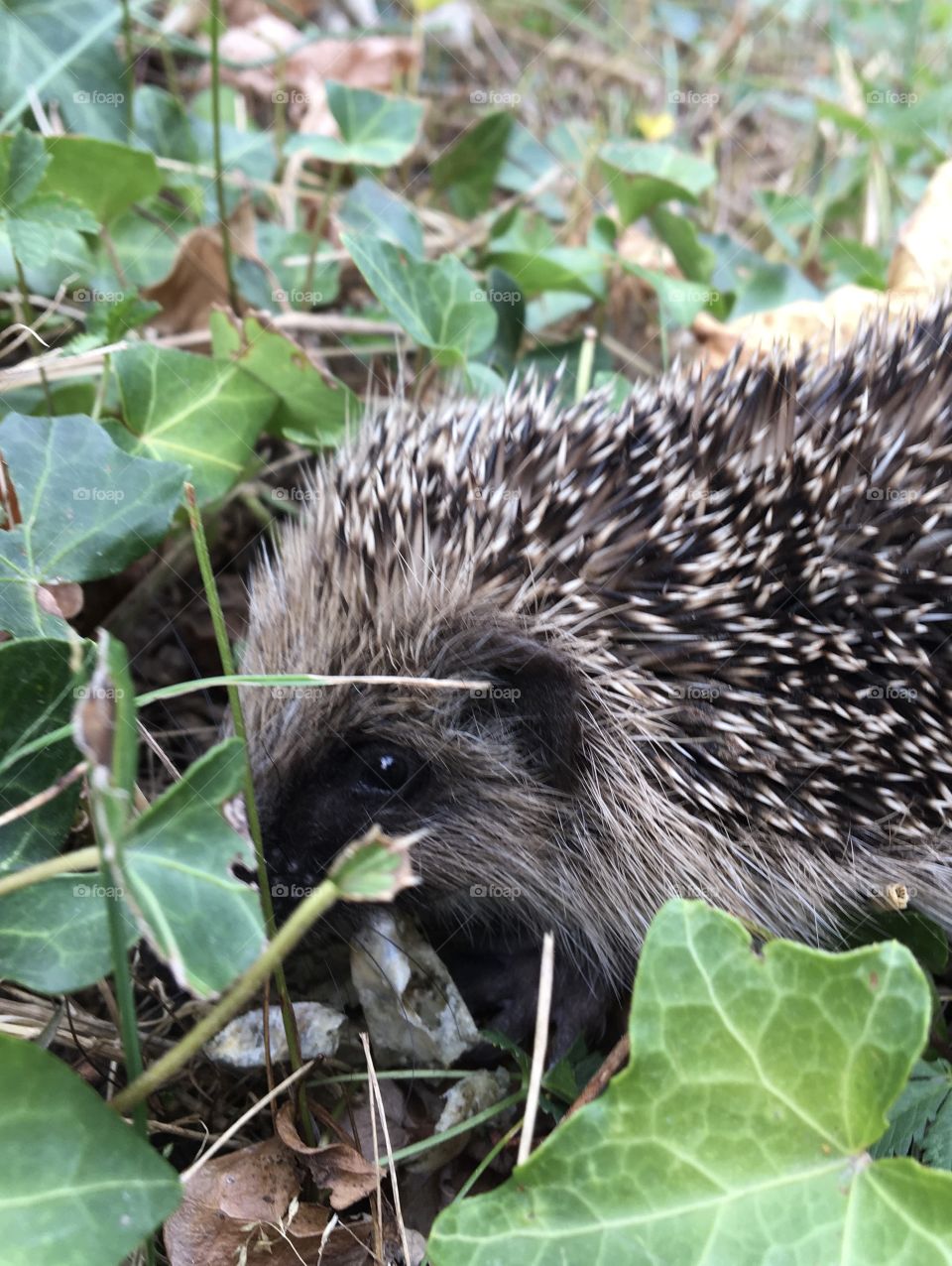 My little garden guest 