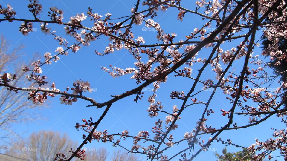 Low angle view of flowers blooming on tree