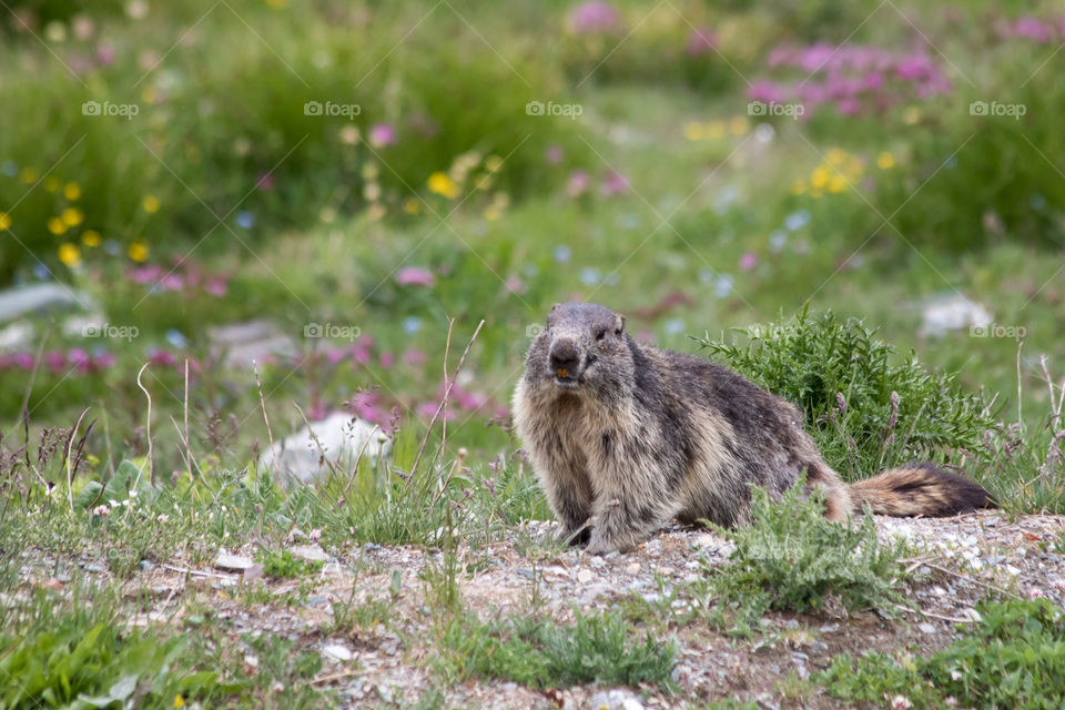 Marmot in the alps of Italy , Breuil-Cervinia, Monte Cervino Italia , Italien Alperna sommar murmeldjur , Murmeltier 