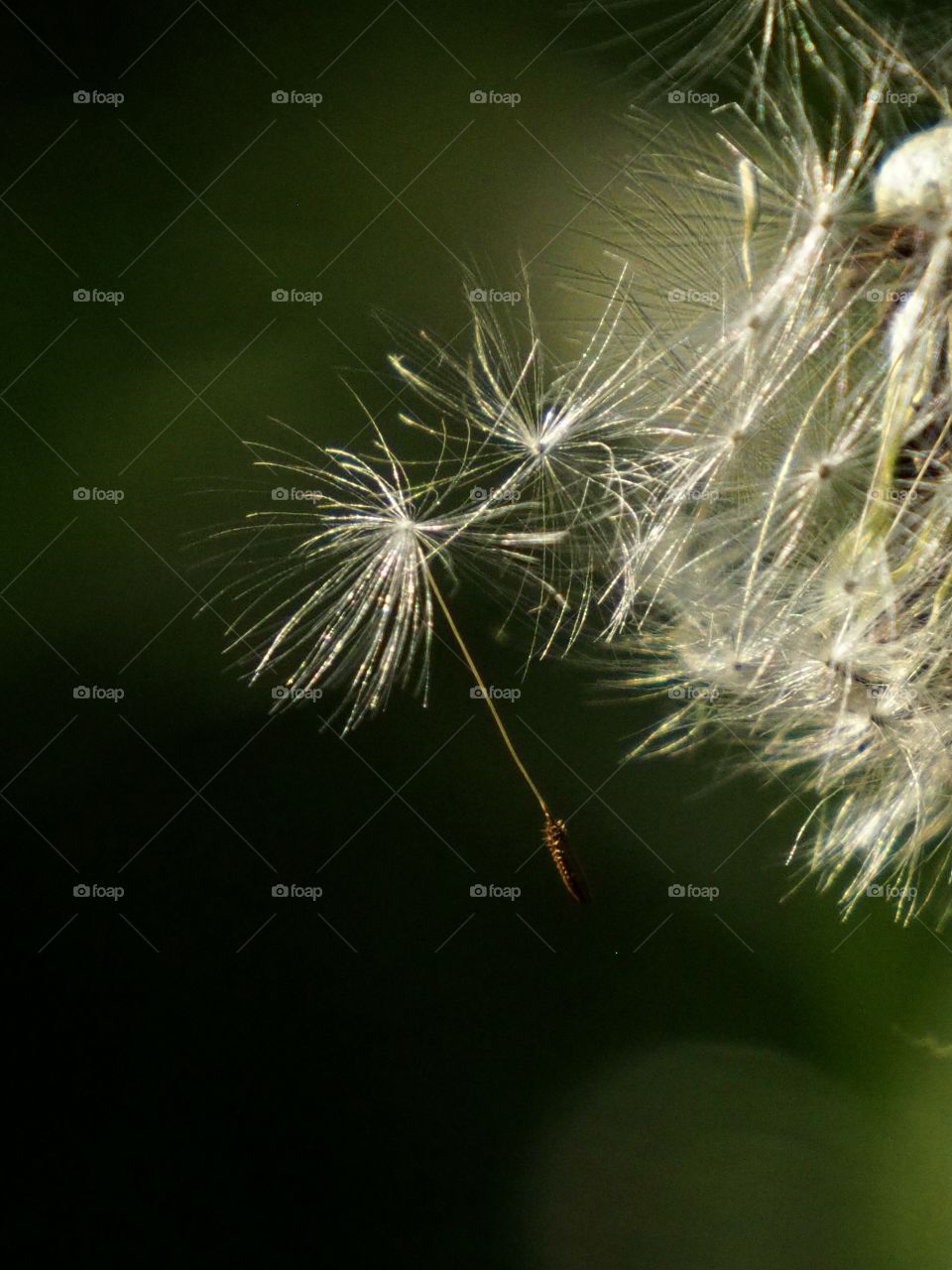 White fluffy dandelion seed on a green background