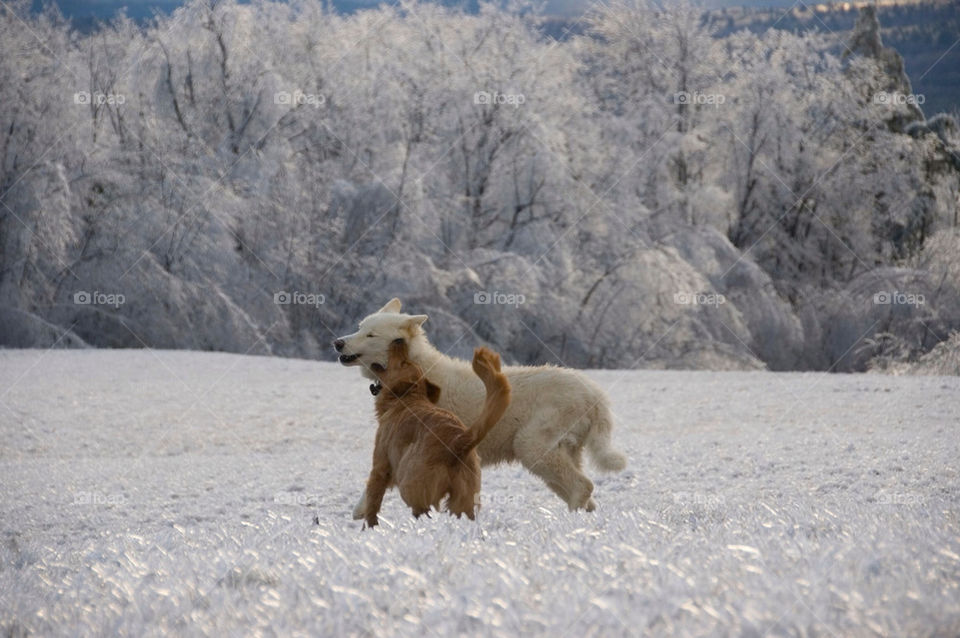 Dogs playing on an ice encased field after an ice storm