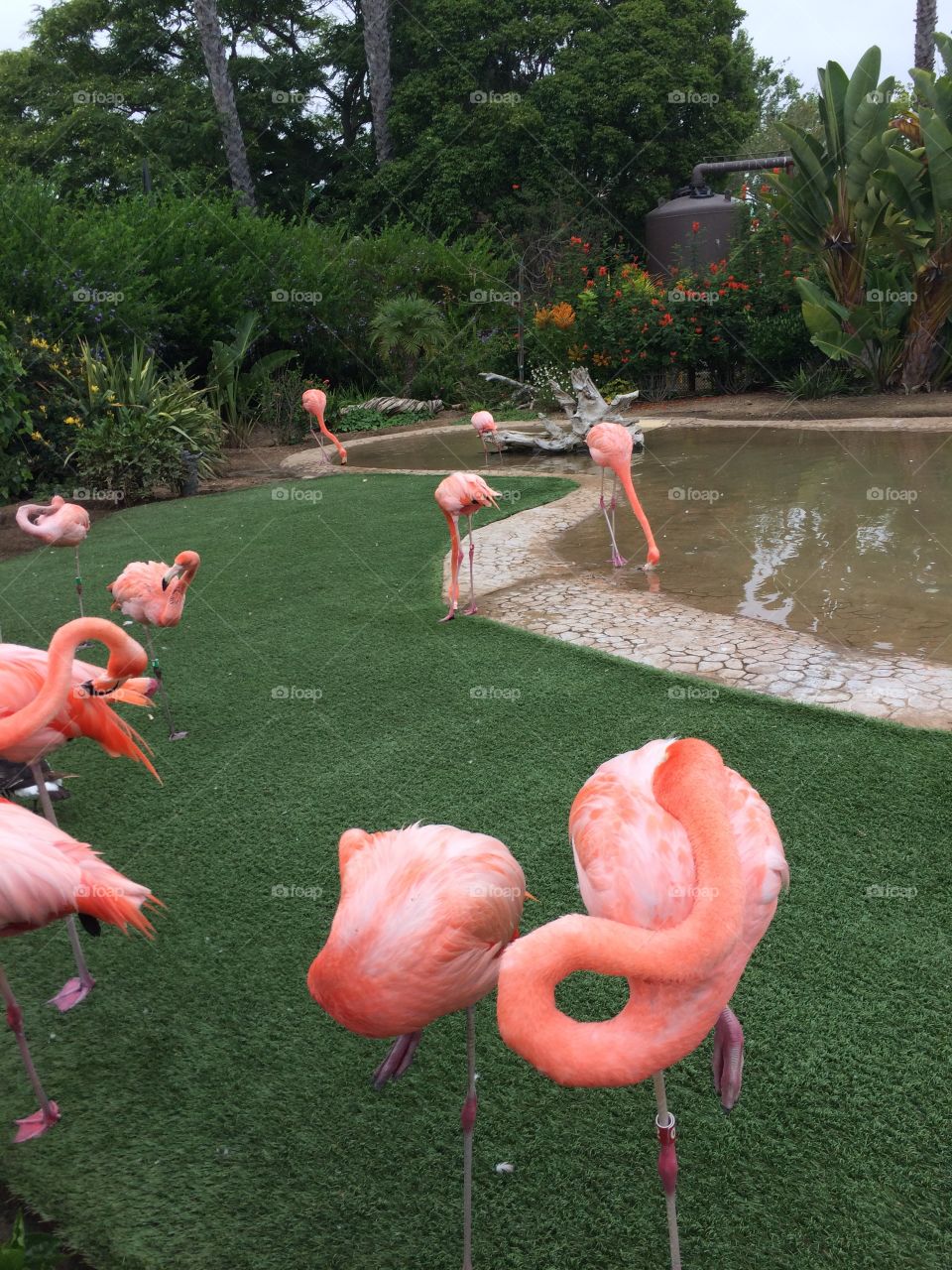 flamingo paradise