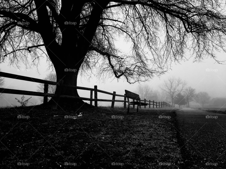Black and white of a bench underneath the limbs of a mighty oak with a wooden fence on an eerie foggy morning at Lake Benson Park in Garner North Carolina, Raleigh Triangle area, Wake County. 