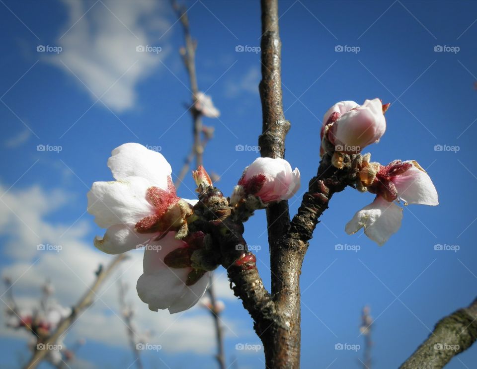 Close-up of apricot blossom in spring