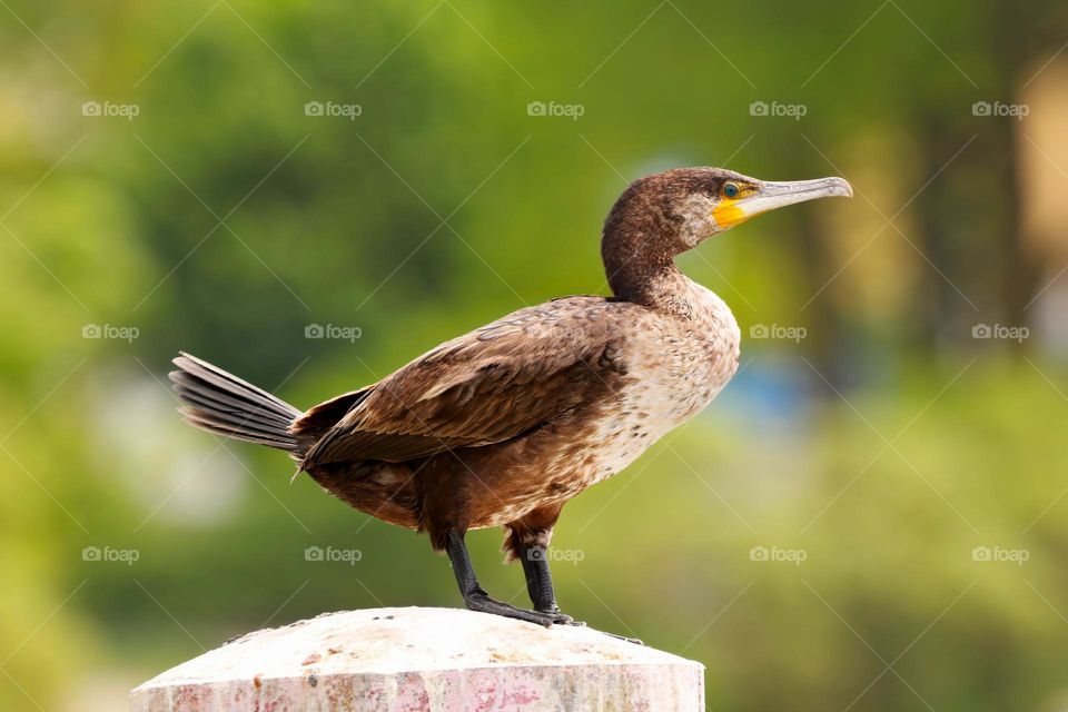 Entdecke faszinierende Kormorane in natürlicher Umgebung. Mein Bild ermöglichen dir einen ganz besonderen Einblick in das Leben dieser beeindruckenden Vögel. Tauche ein in die Welt der Kormorane und lass dich von ihrer Schönheit verzaubern.