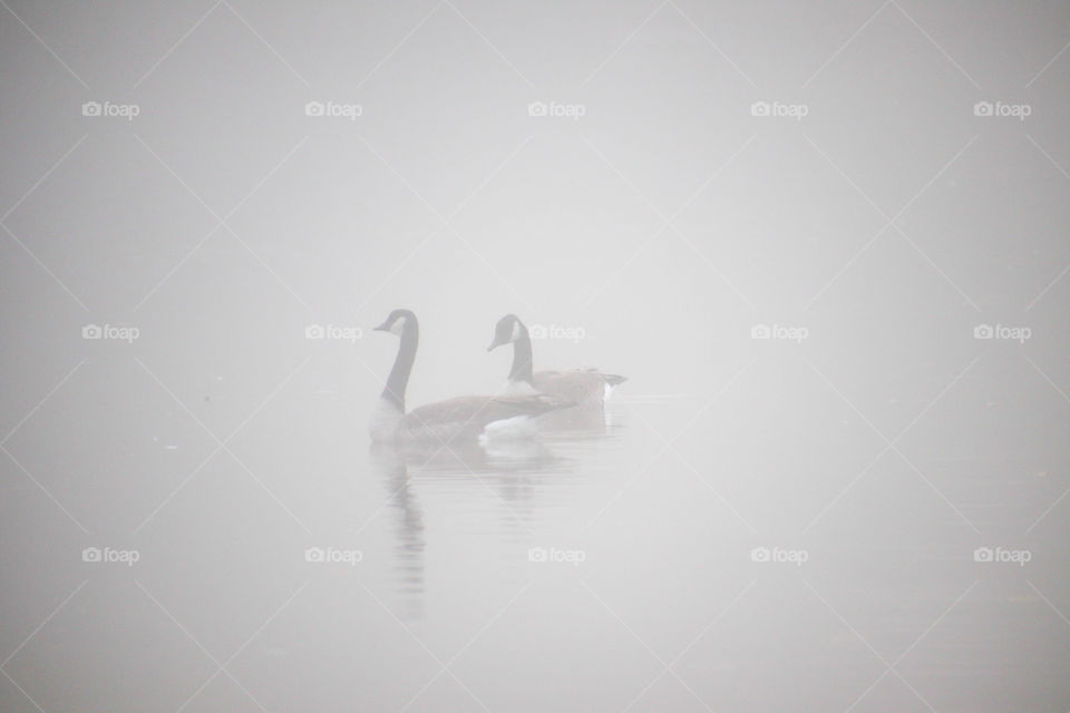 Two geese in a foggy morning