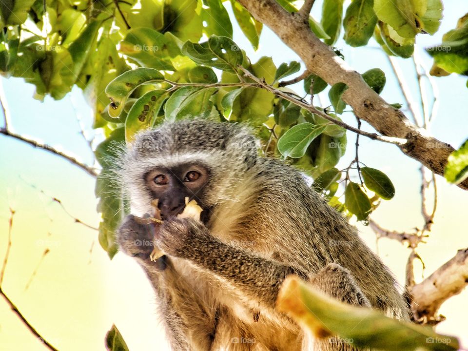 Monkey eating fruit