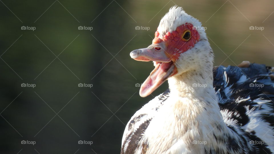 muscovy duck talking