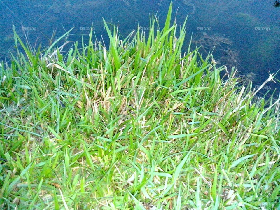 grass