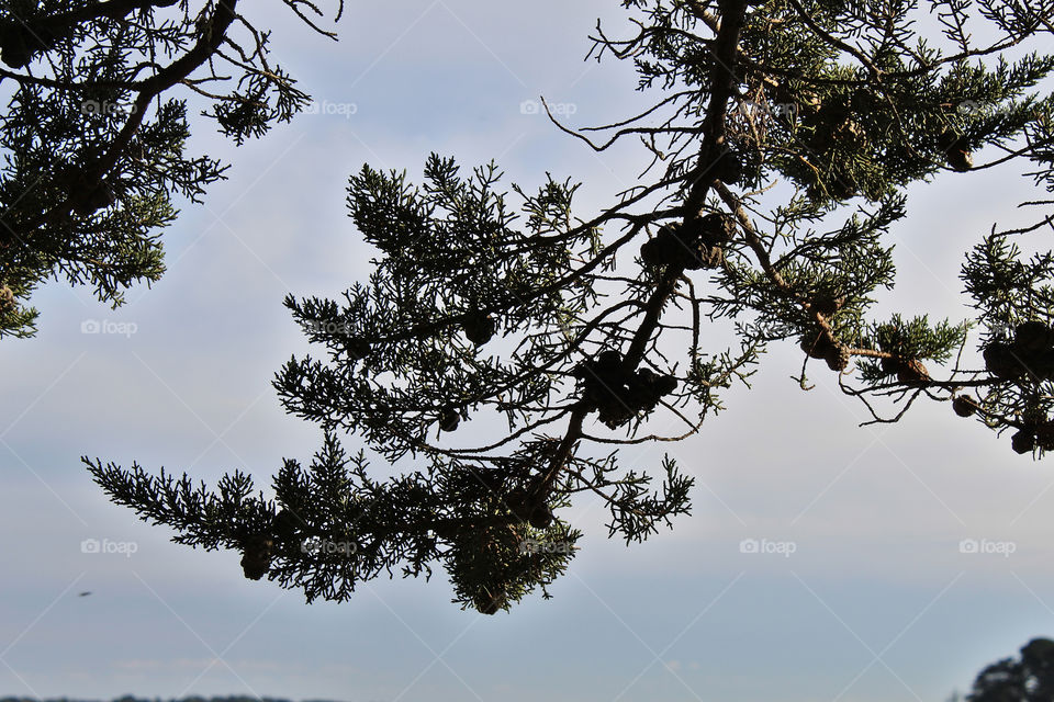 branch against the light