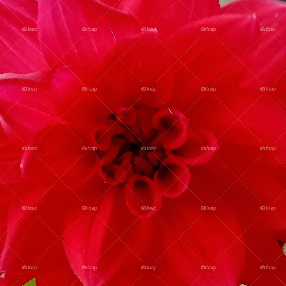 Red flower