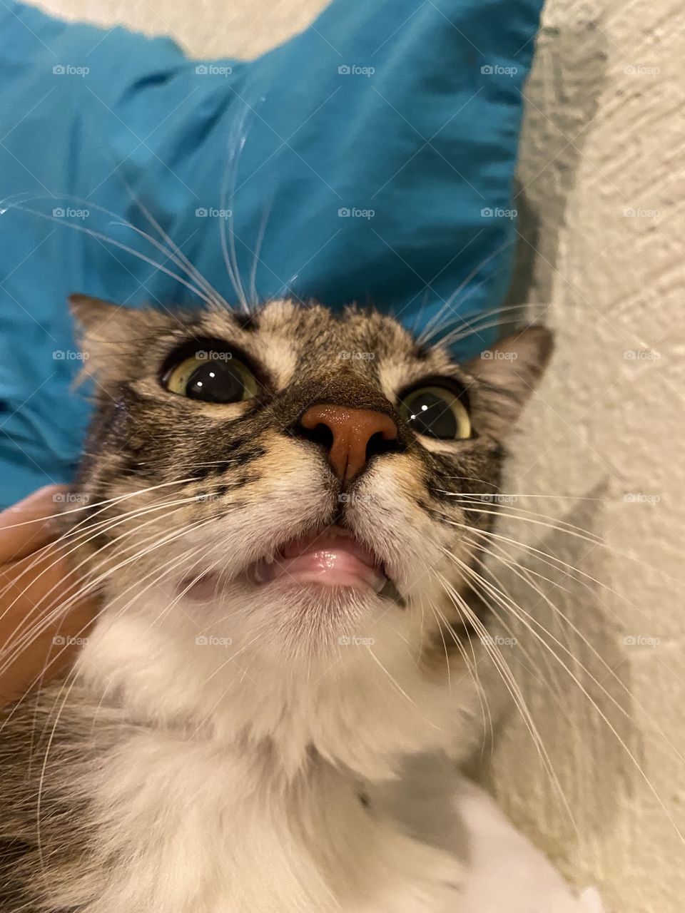 Funny cat face position. 