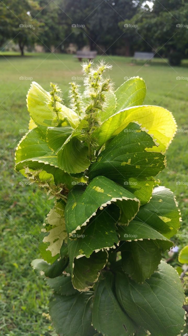 unique pattern plant