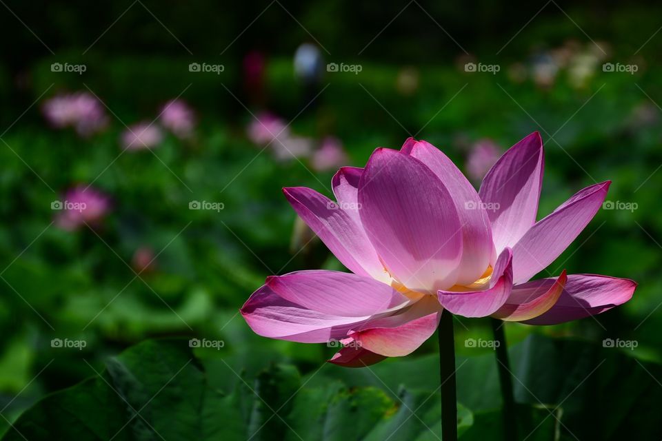 Lotus in bloom