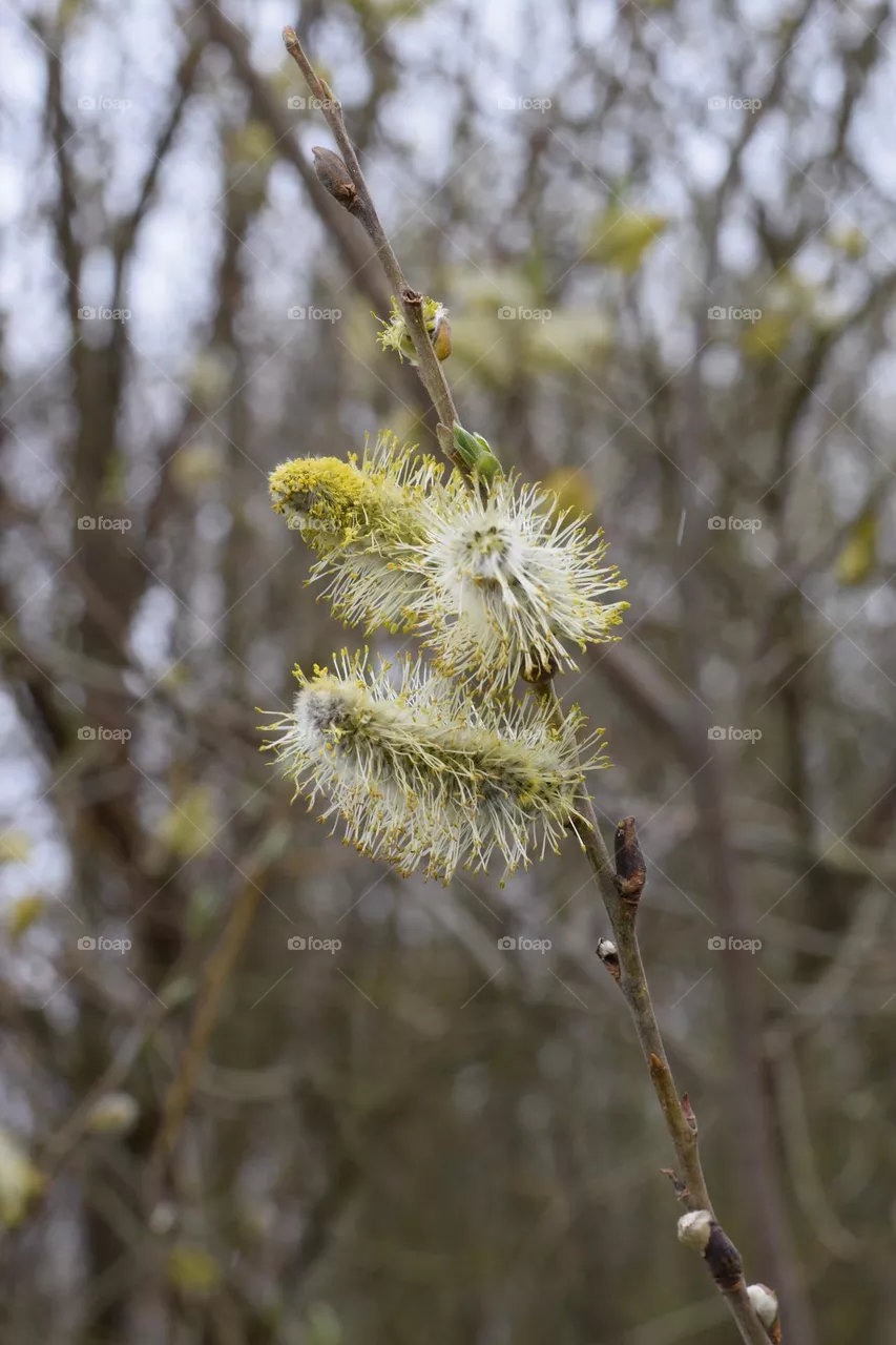 Spring blossum