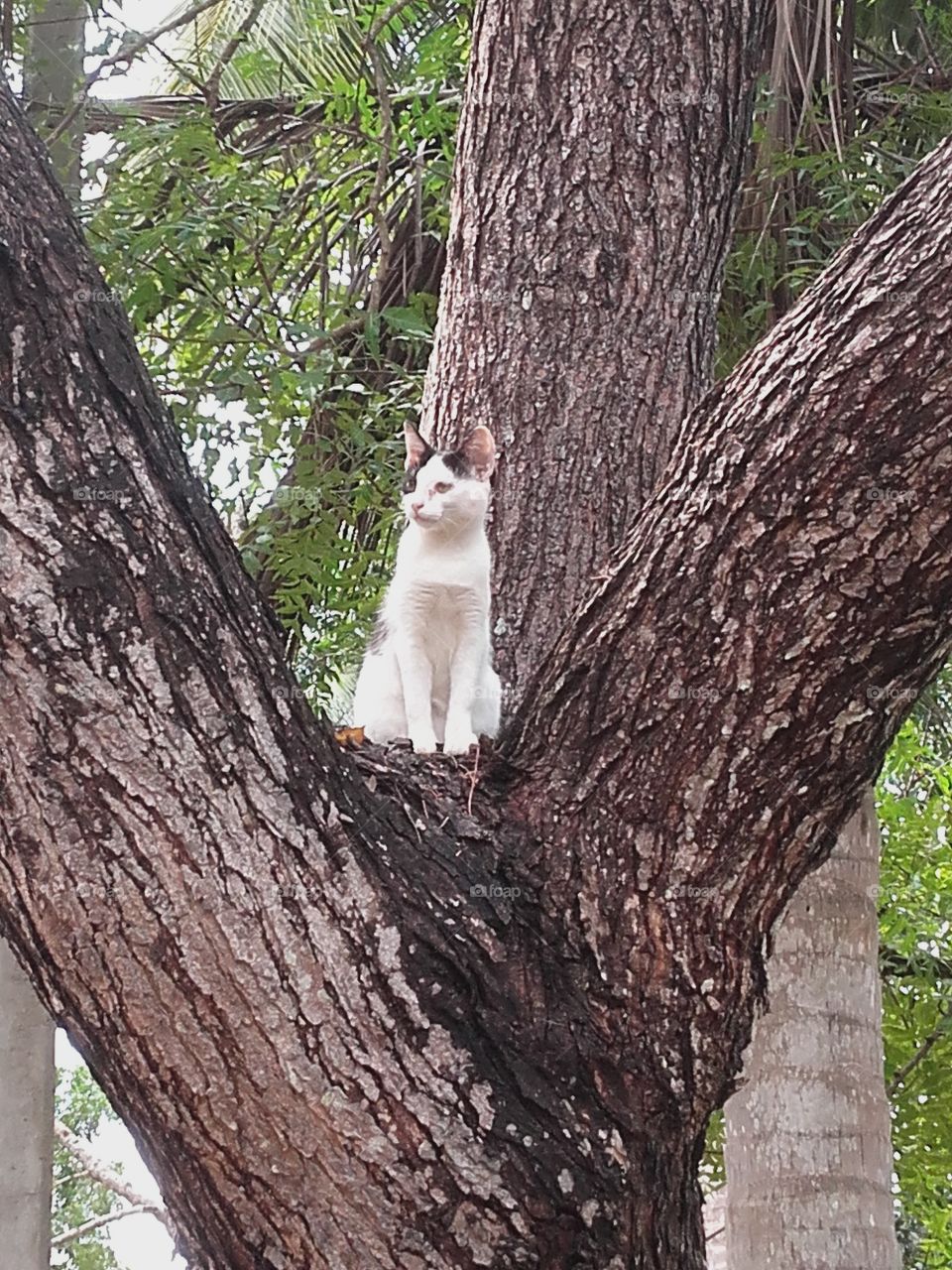 Cute cat on the tree