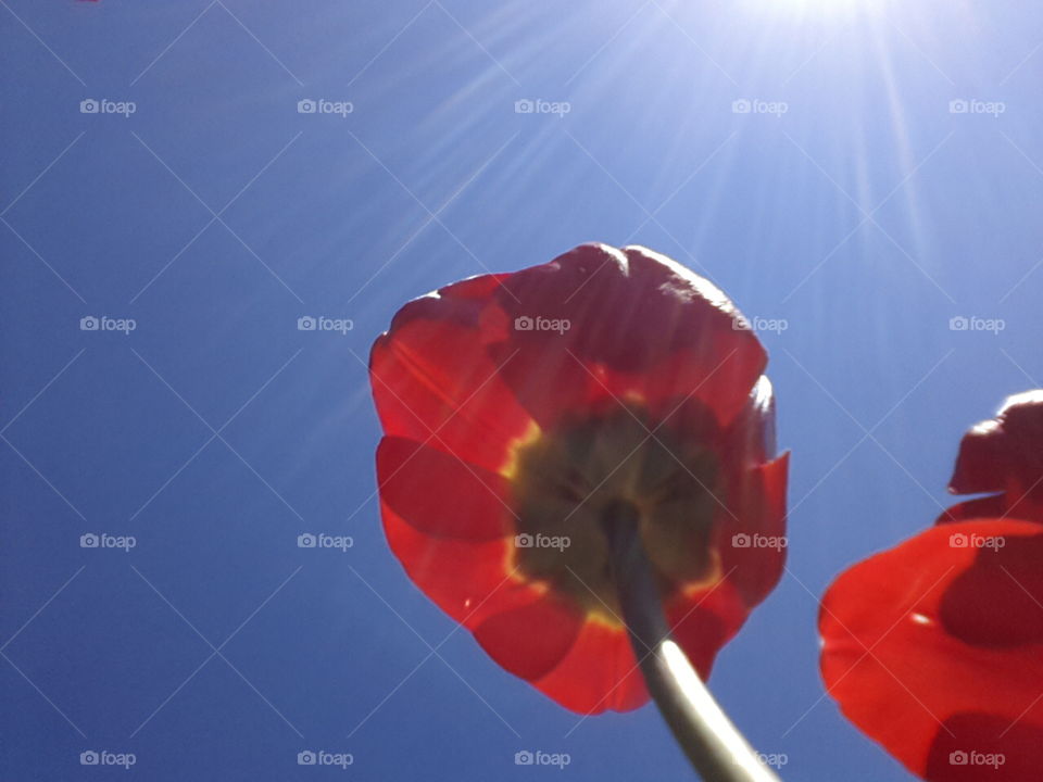 Tulips in the sky
