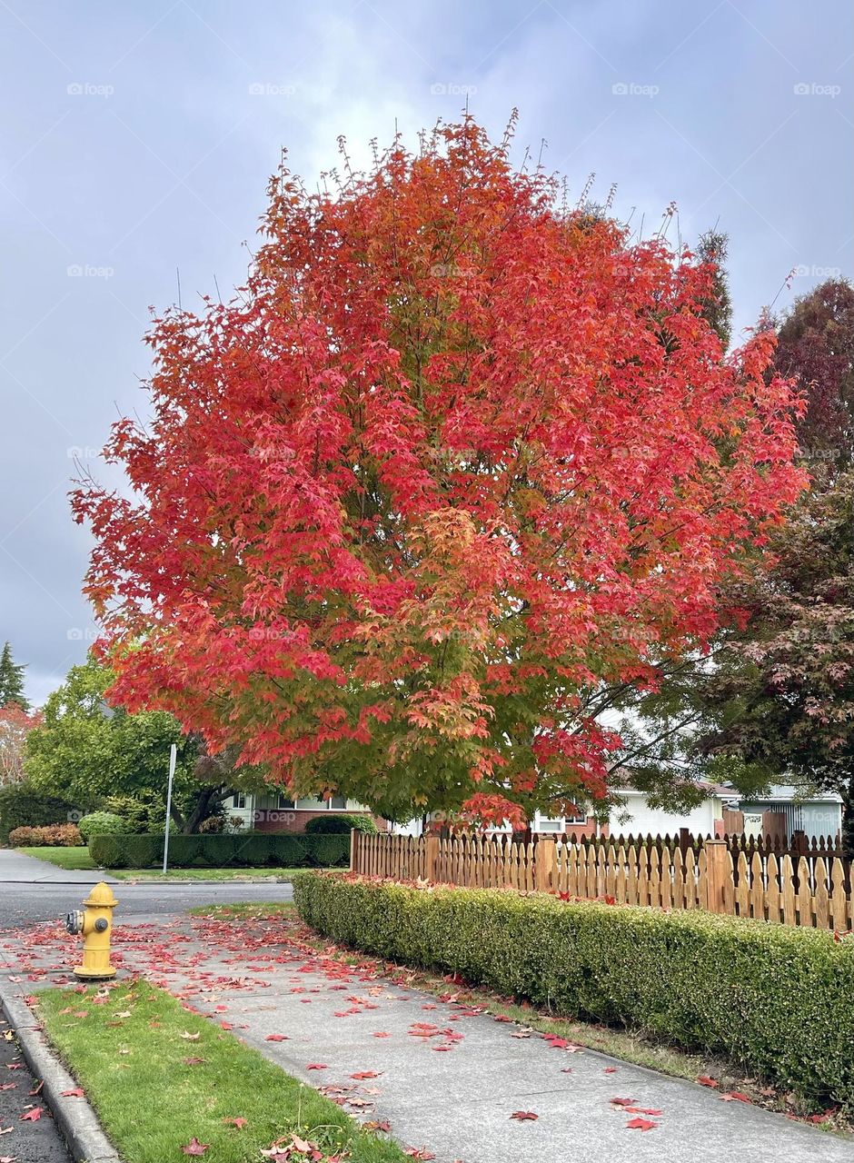 Tree with red leaves at the neighbourhood 