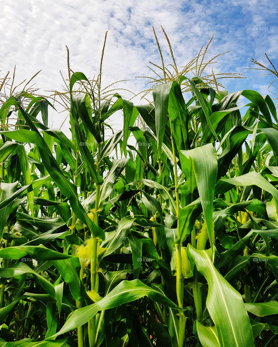 Corn growing against sky at cornfield