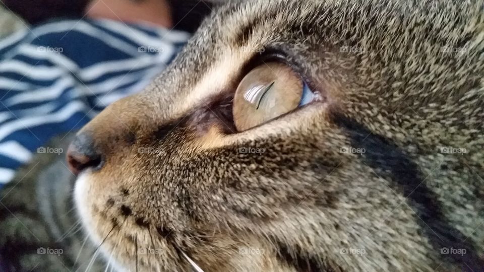 Feline Eyes Watching Birds