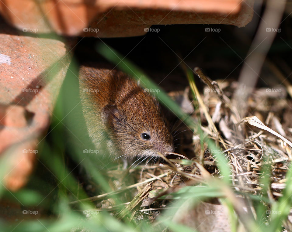 tiny a vole taking the sun in early spring