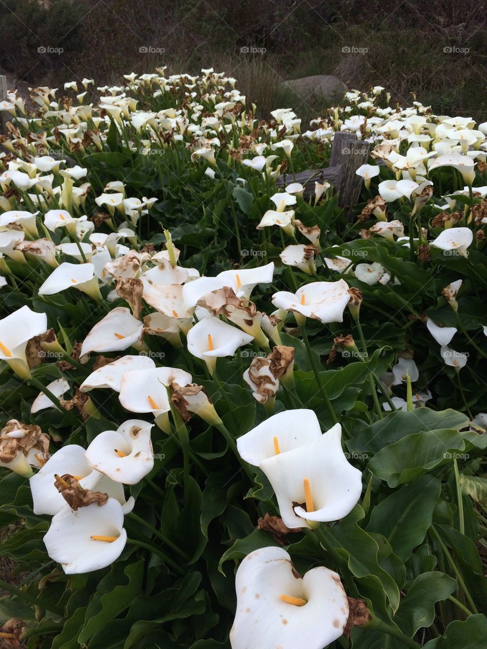 Calla lily field