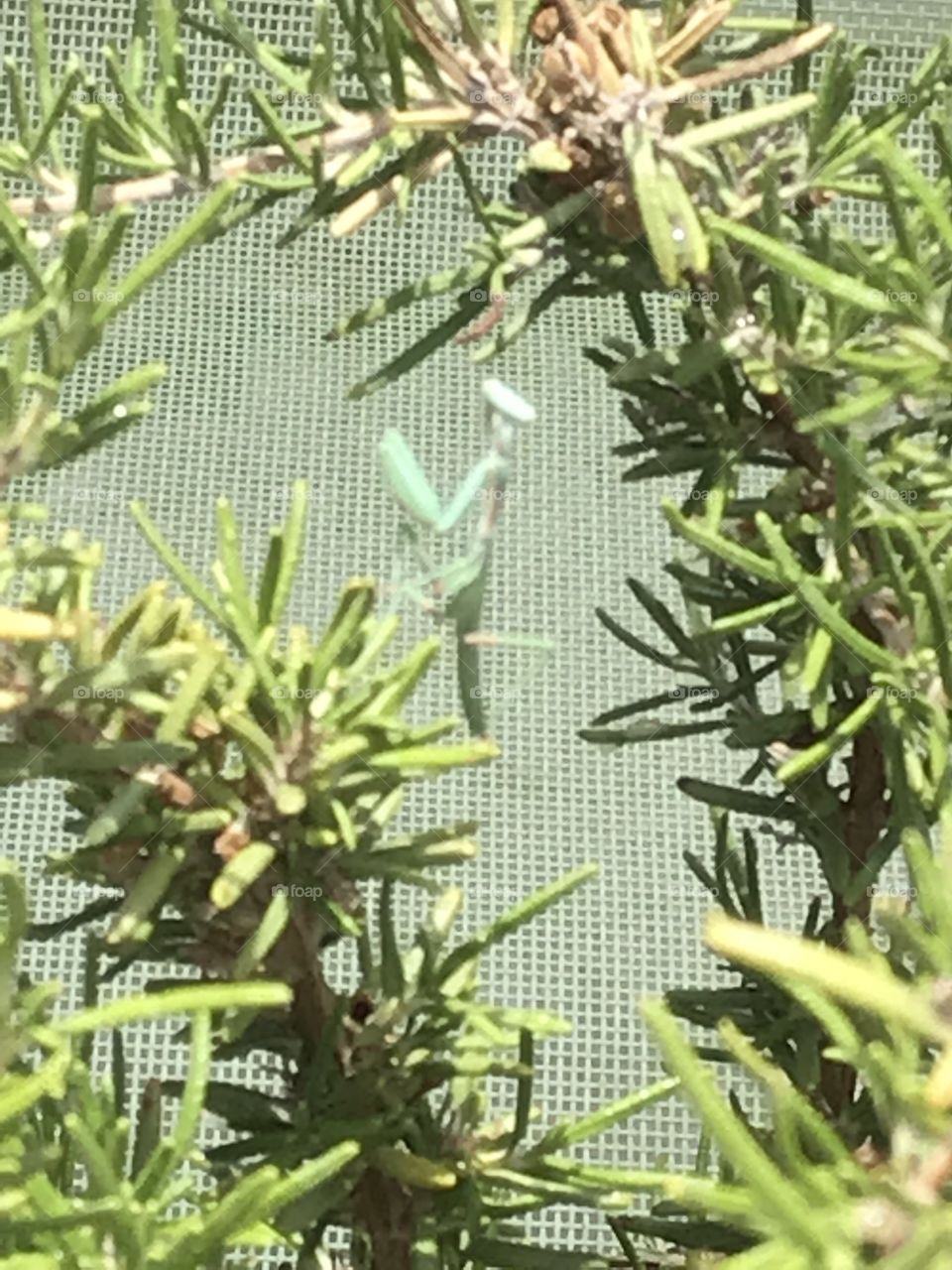 Light green praying mantis on rosemary plant in El Paso, Texas
