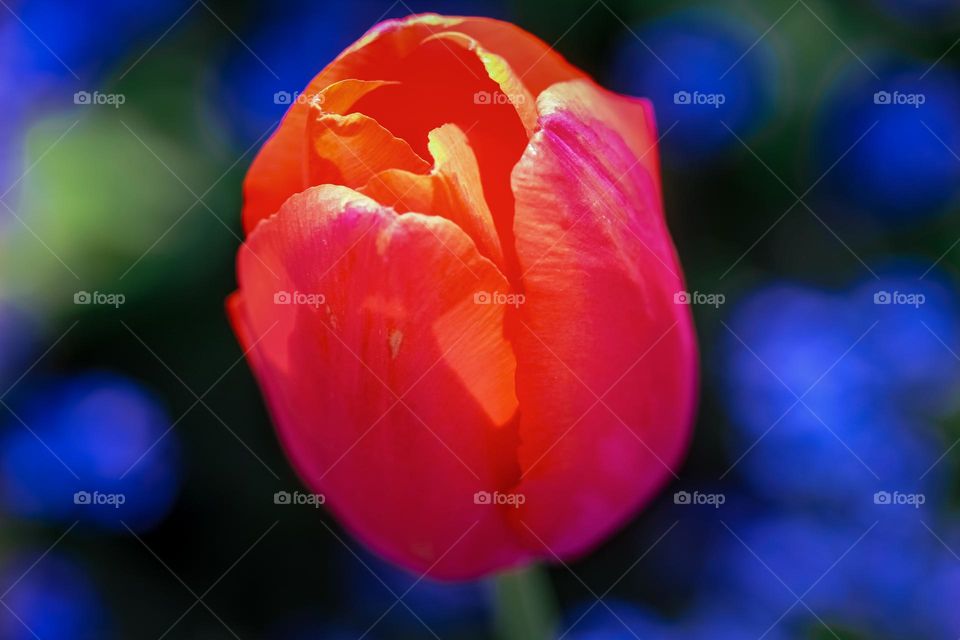 A red tulip