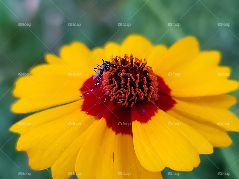 Macro of a black and white male mosquito feeding on the nectar of a dimesize yellow and red wildflower.