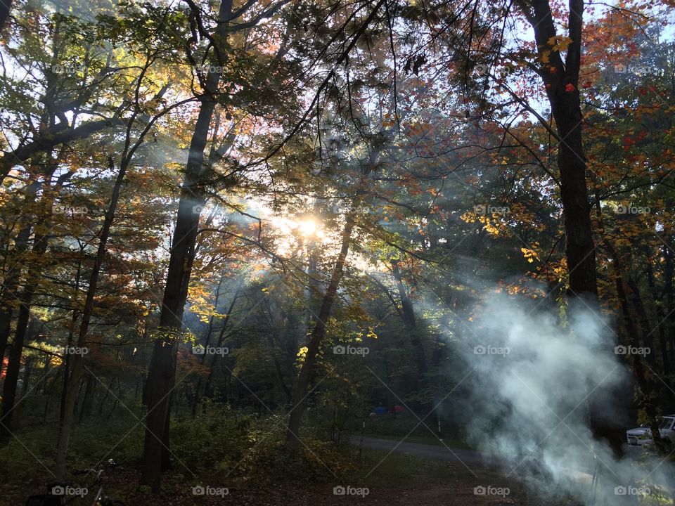 Campfire smoke rising up through trees creating beams of light in morning sun