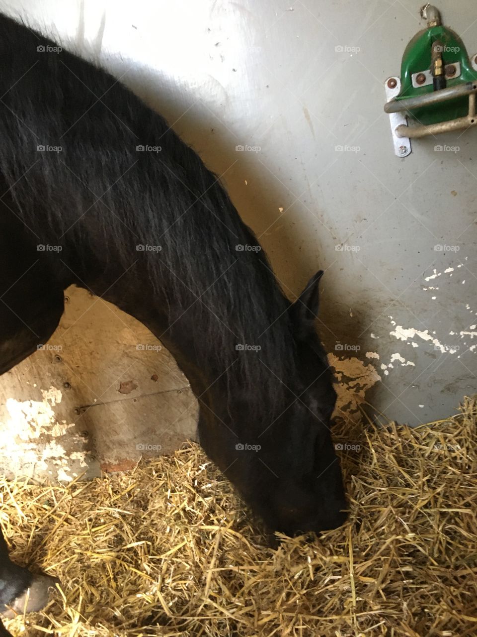 Horse eats straw from stable