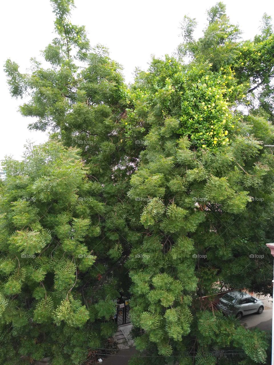 a big neem tree
