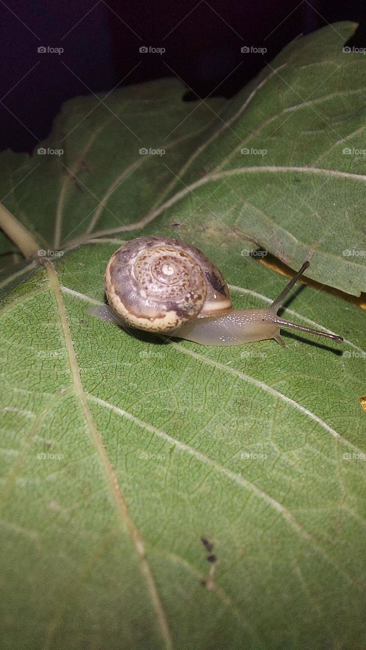 snail 🐌 between grape leaves 🍃