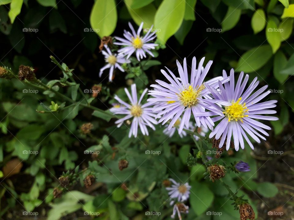 flower in botanical garden