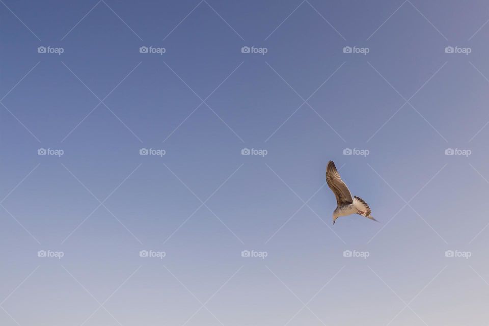 Flying bird against blue sky