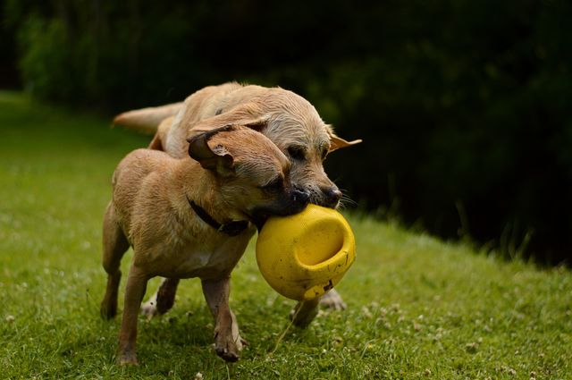 Dog play 