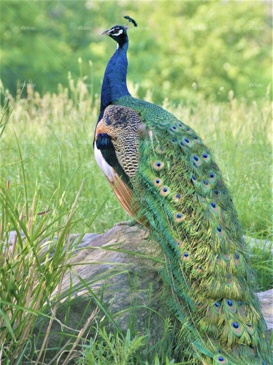 Gorgeous male peacock