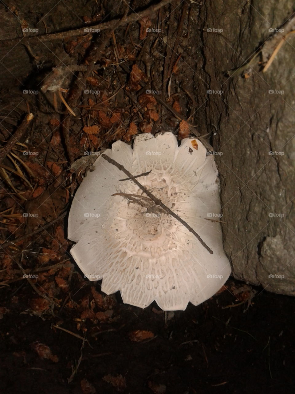 summer mushroom