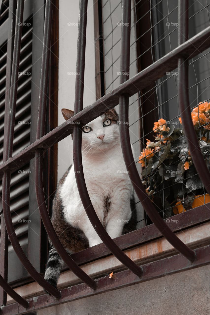 Black & white cat on a window ledge behind bars