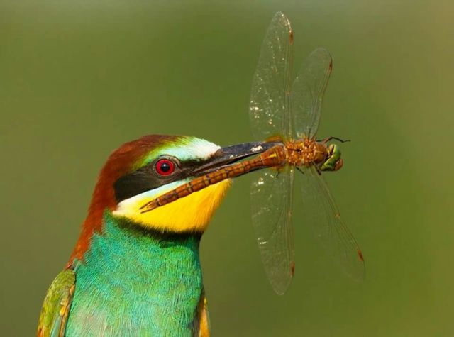 wildlife