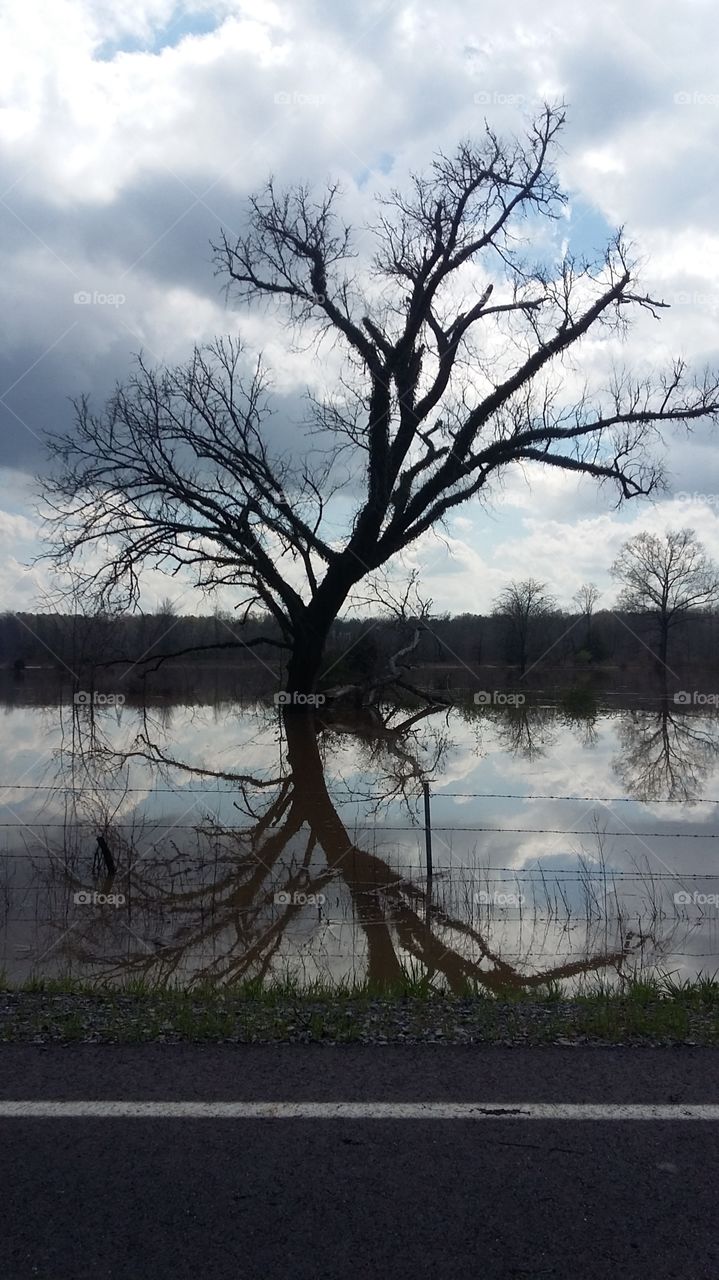 Tree in the flood