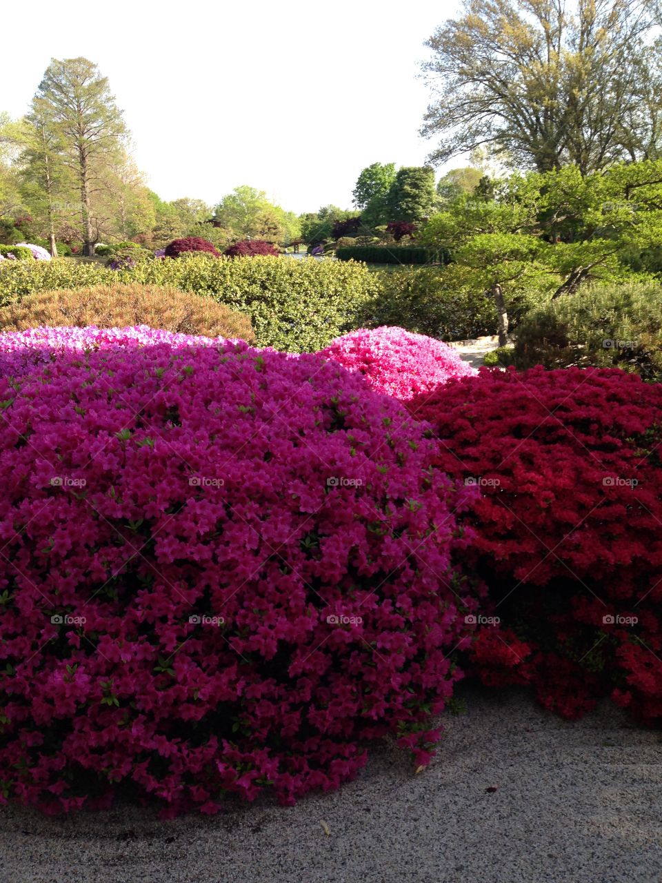 Azaleas in the Japanese Garden at the Missouri Botanical Garden 