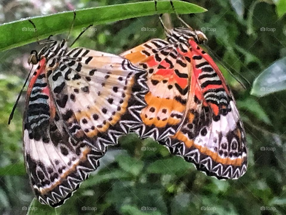 Two butterfly's 