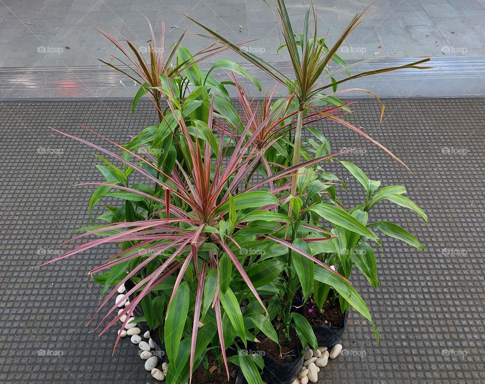Plants placed in front of the lobby entrance