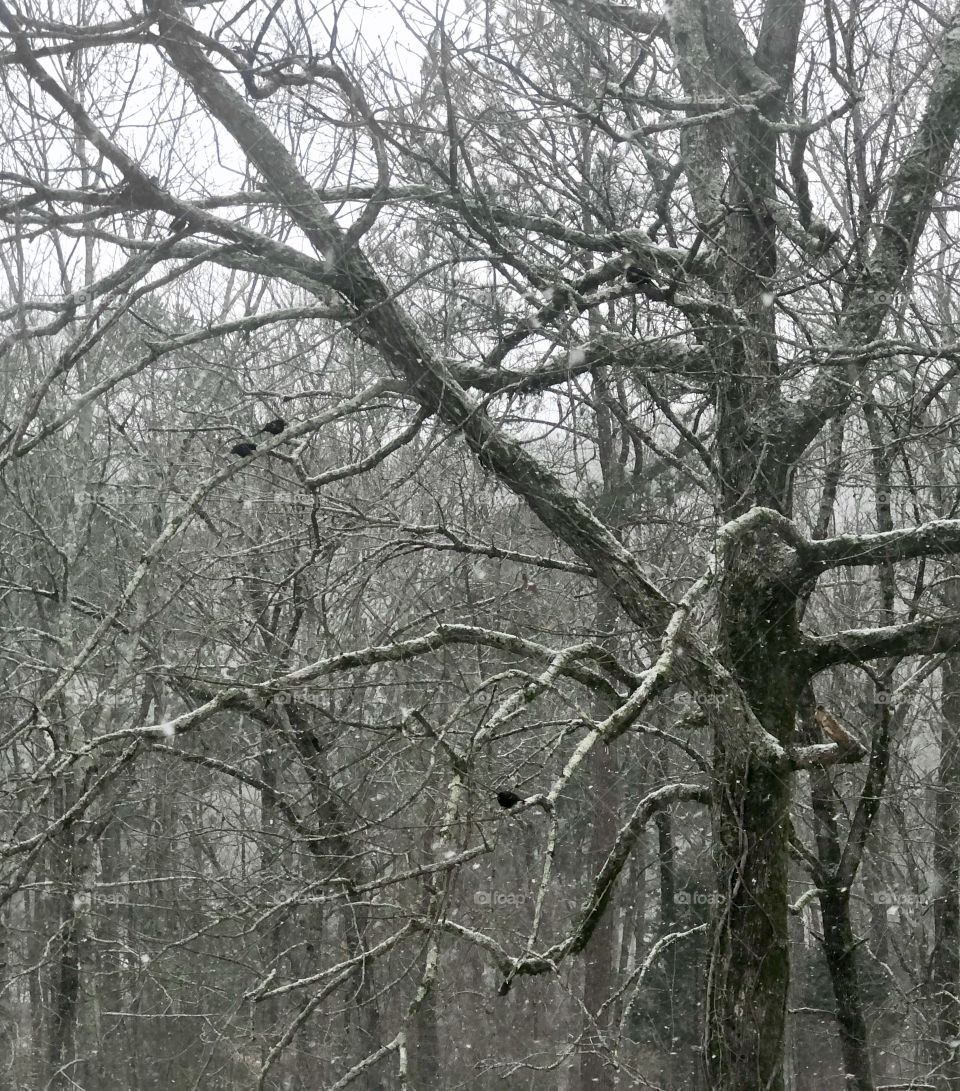 Winter forest snowfall with perched blackbirds 