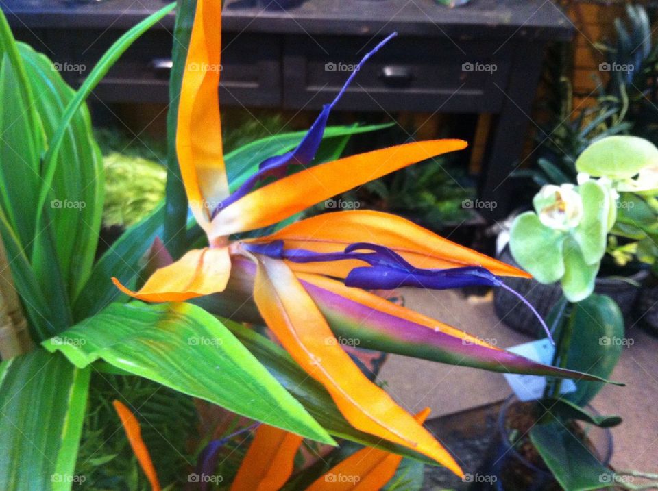 Bird of paradise