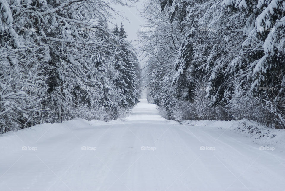 Snow-covered road through the forest