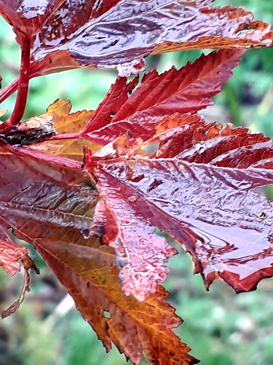 autumn garden - red leaves of viburnum washed with rain