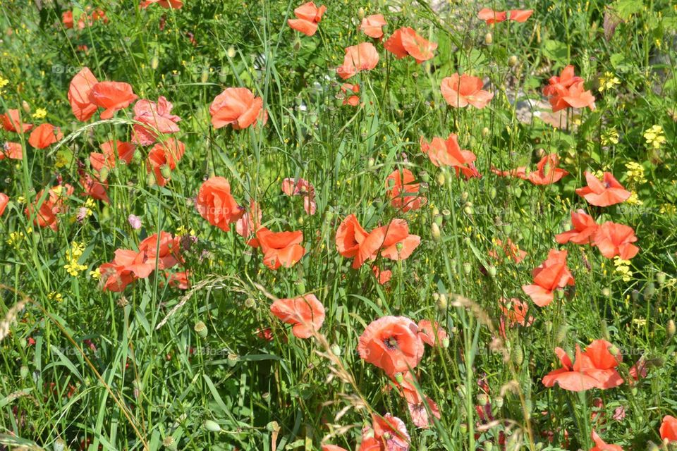 sweden gotland island poppyseed by anetteaventyr